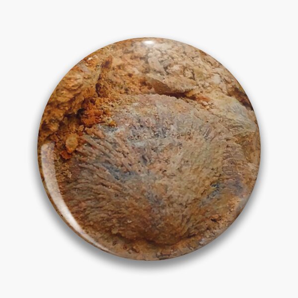 Item preview, Shell Fossil II designed and sold by The Rage Garden.