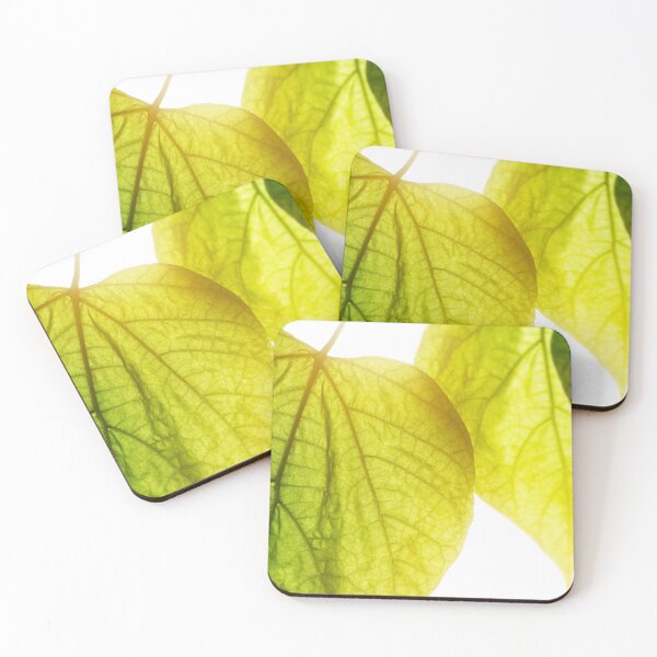 Item preview, Catalpa bignonioides tree big green leaf close-up under bright sunlight designed and sold by Grégory DUBUS.