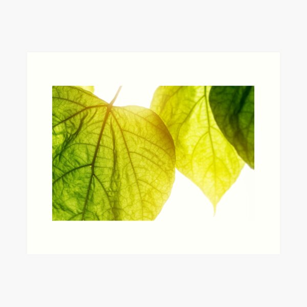Item preview, Catalpa bignonioides tree big green leaf close-up under bright sunlight designed and sold by Grégory DUBUS.