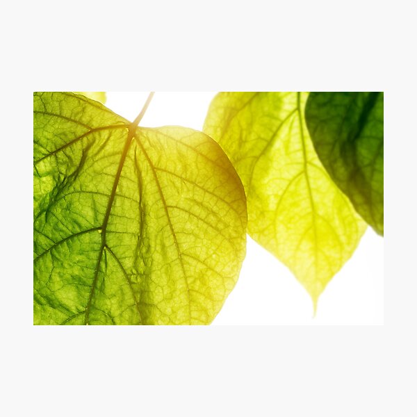 grande feuille verte Impression photo