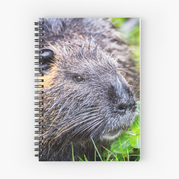 Item preview, Nutria Myocastor Coypus animal close-up in wild nature in french swamps designed and sold by Grégory DUBUS.