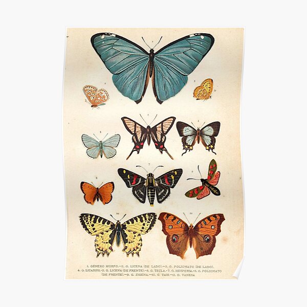 Vintage Indie Butterfly Poster Poster