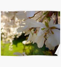 Cherry Blossoms Poster
