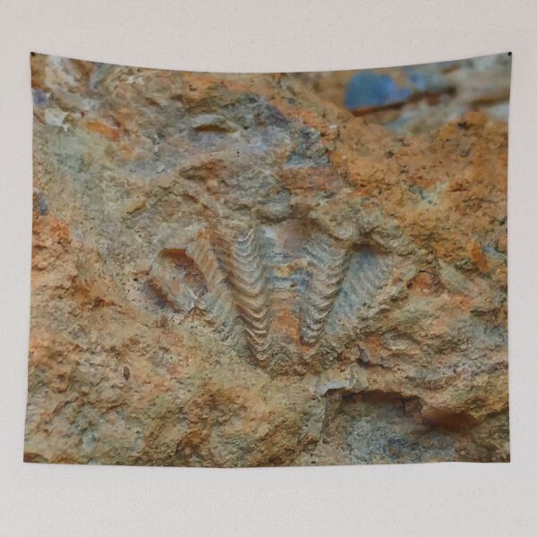 Item preview, Shell Fossil designed and sold by The Rage Garden.