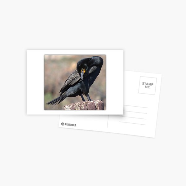 Doubled-crested Cormorant 1 of 6 Postcard