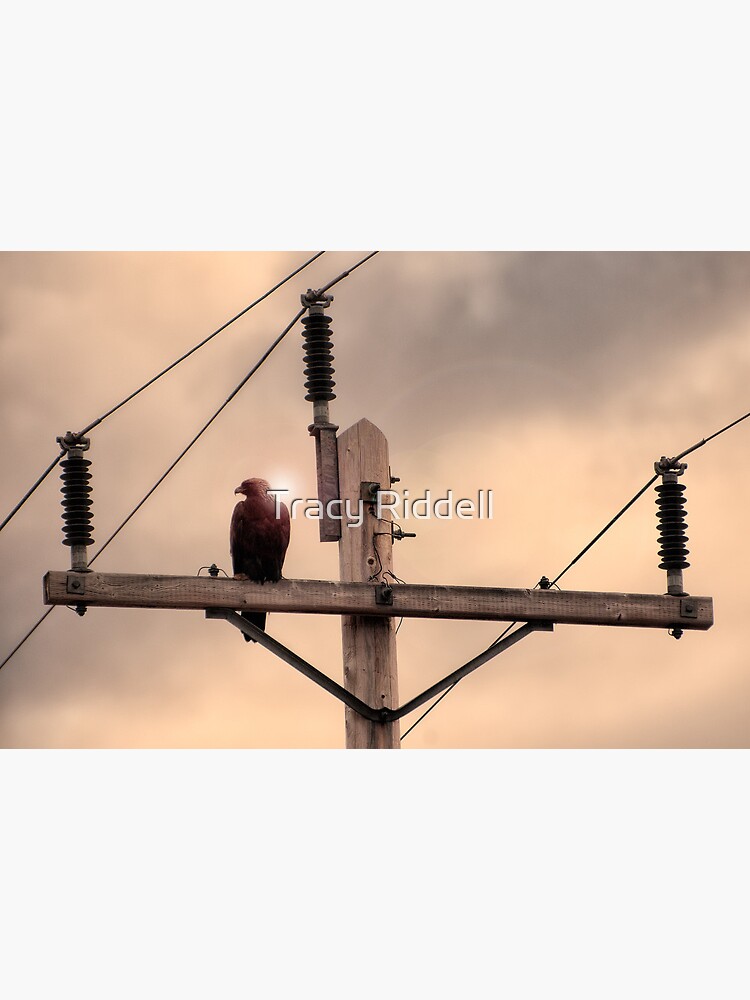 Electric Eagle by taos