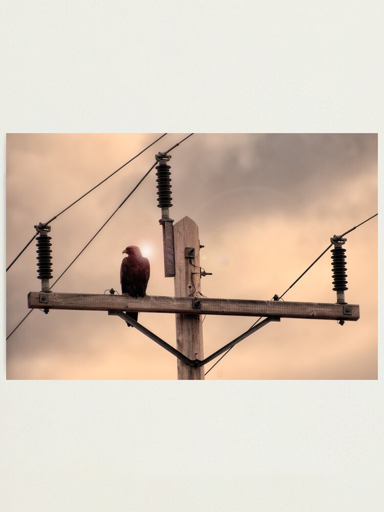 Alternate view of Electric Eagle Photographic Print