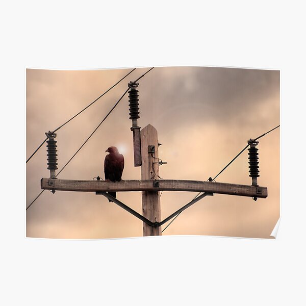 Electric Eagle Poster