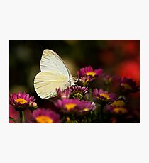 Cloudless Sulphur Butterfly Photographic Print
