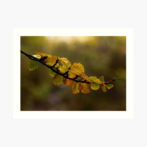 fagus dreaming Art Print