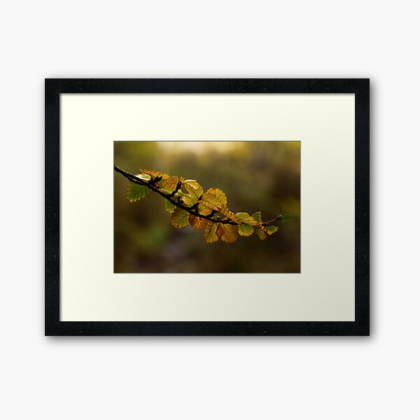 fagus dreaming Framed Art Print