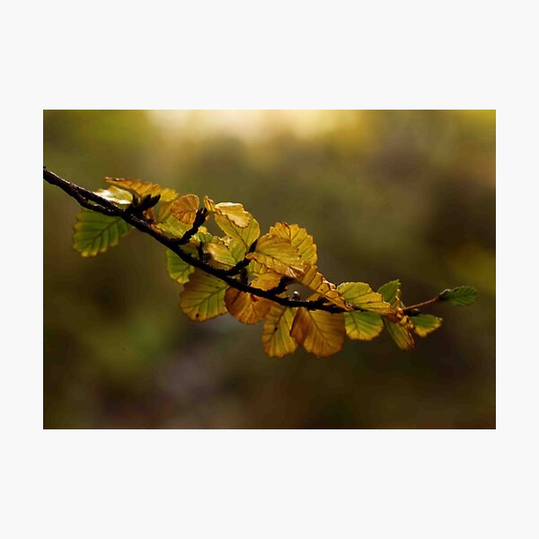 Item preview, fagus dreaming designed and sold by Claire Walsh.