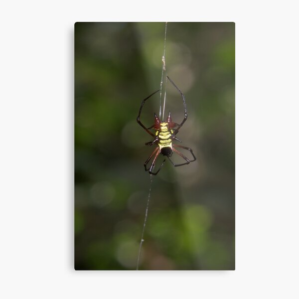 Orb weaver, Parque Nacional del Manu, Peru Metal Print