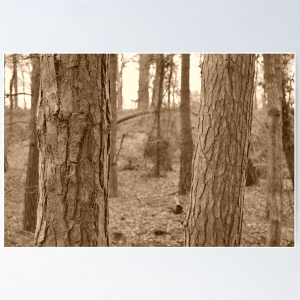 Item preview, Forest - Detailed Bark designed and sold by bwsphotography.