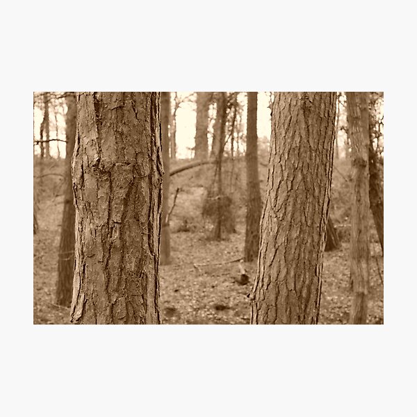 Item preview, Forest - Detailed Bark designed and sold by bwsphotography.