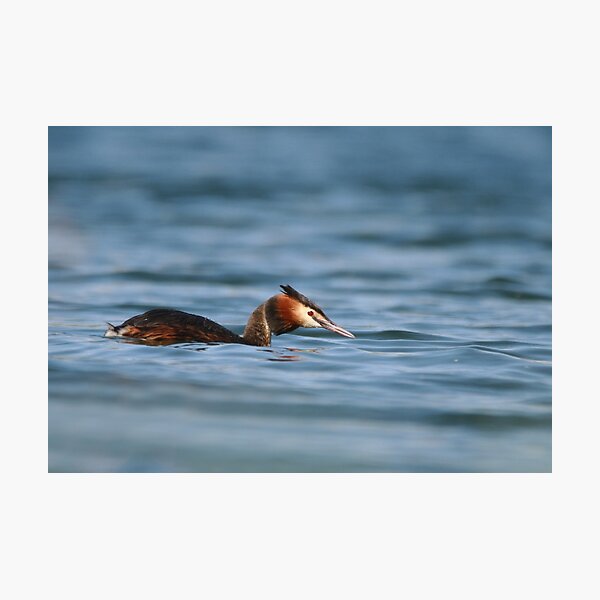 Sticking his neck out Photographic Print