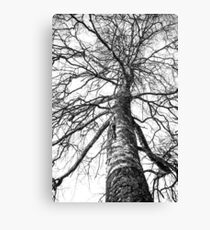Chief Canvas Print