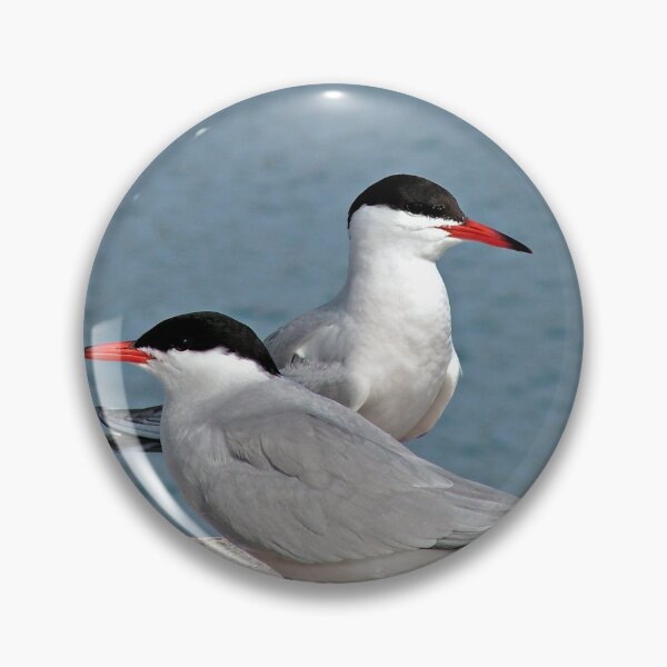 Item preview, Common terns designed and sold by Gaspar Avila.