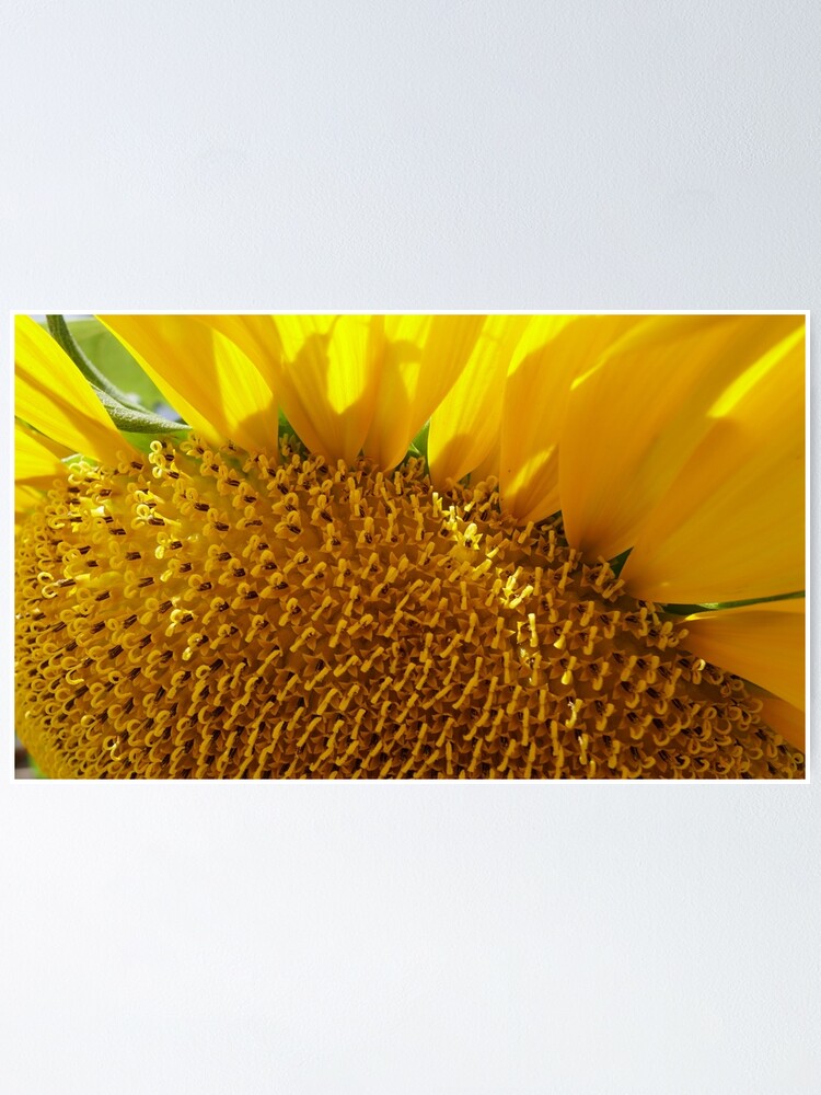 Póster «Anatomía de un girasol» de MomentofPercep | Redbubble