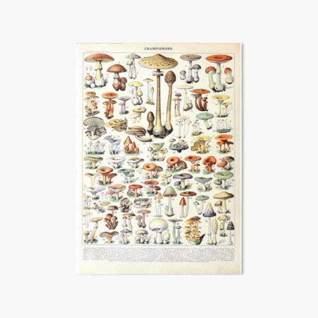 Adolphe Millot - Champignons B - Französisches Vintage-Plakat Galeriedruck