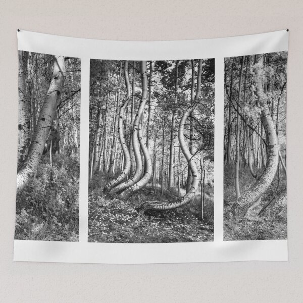Item preview, Curved Aspens designed and sold by nbrandsberg.