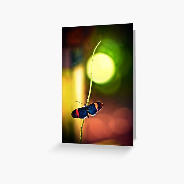 Key West Butterfly Greeting Card
