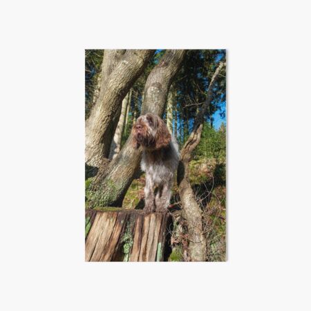 In the woods Spinone Art Board Print