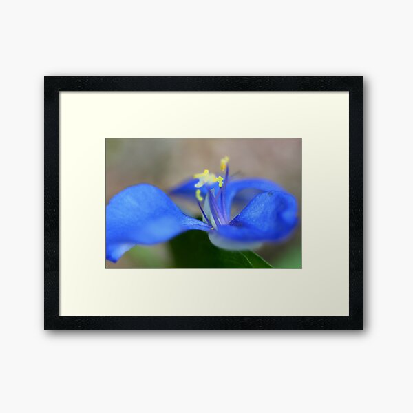 Commelina diffusa Framed Art Print