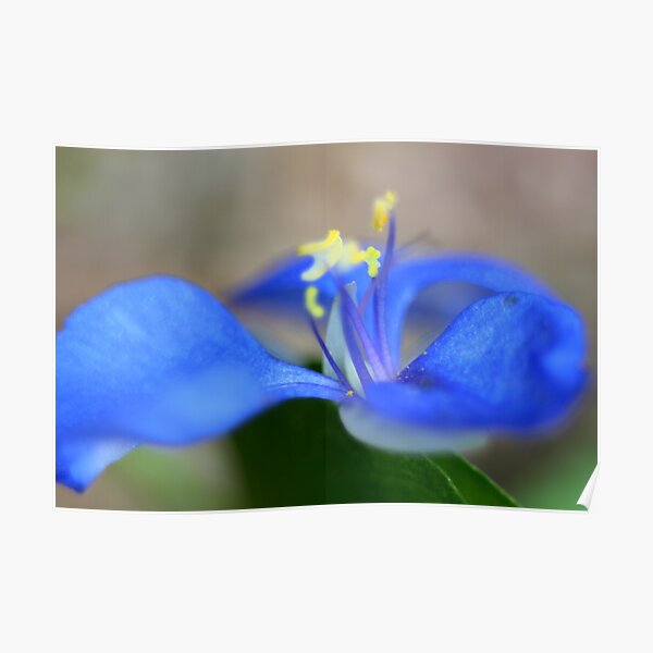 Commelina diffusa Poster