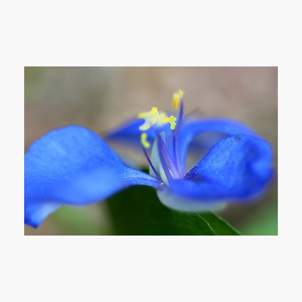 Commelina diffusa Photographic Print