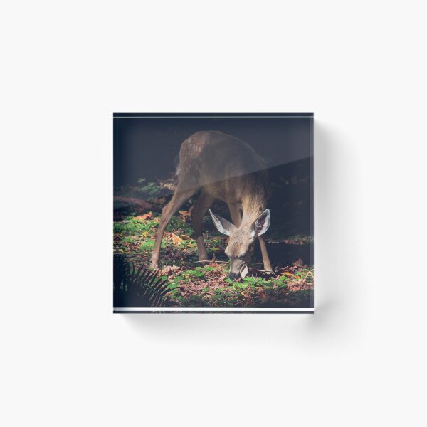 Item preview, White-tailed deer in Muir Woods California designed and sold by Simon Charbonneau.