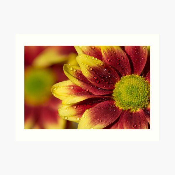 Floral Macro Art Print