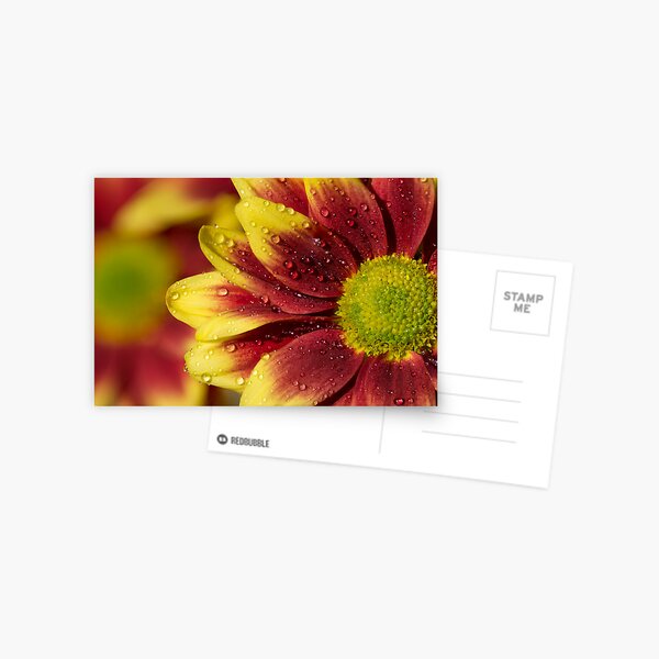 Floral Macro Postcard