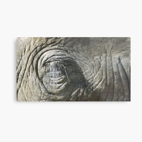 A Close Look Metal Print