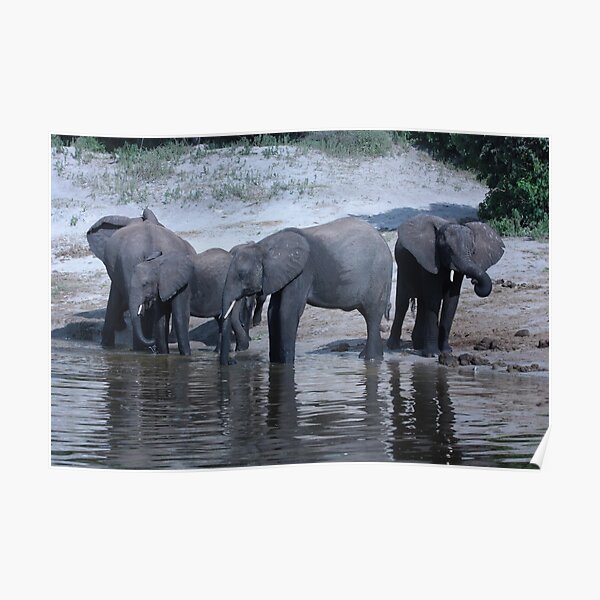 Elephant herd Poster