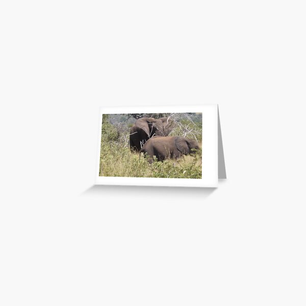 Matriarch & Her Calf Greeting Card