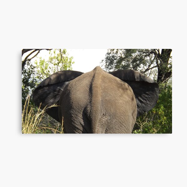 A Rear View! Canvas Print