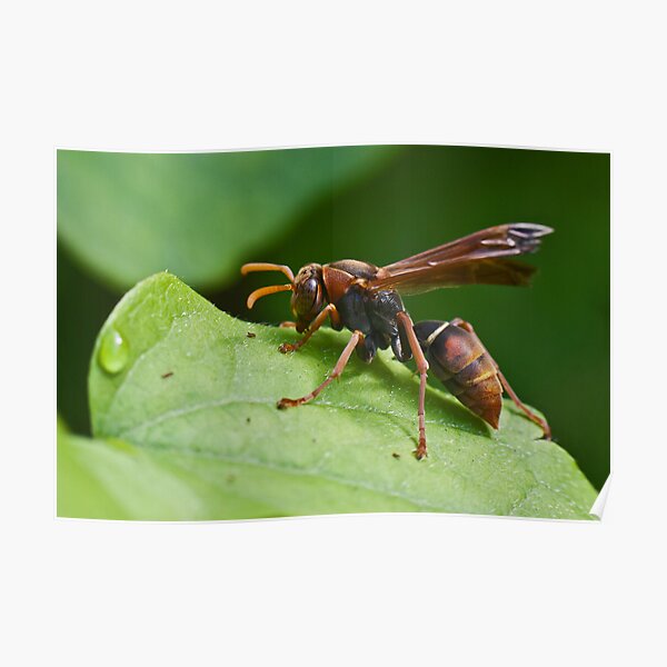 Stinger Poster