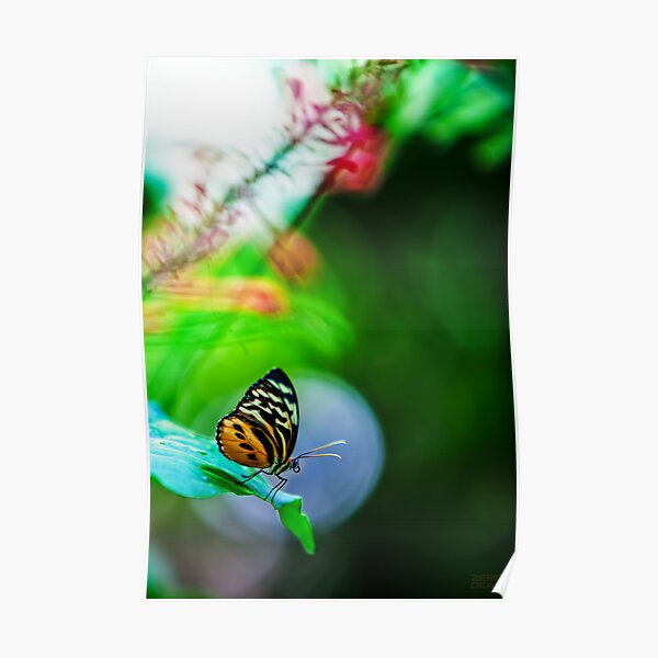 Key West Butterfly 2 Poster