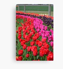 Tulip Fields 2 Canvas Print