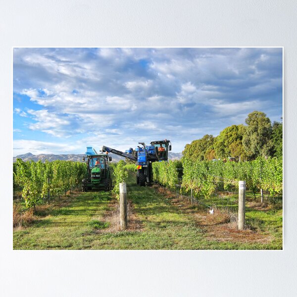 Item preview, Grape Harvest Marlborough designed and sold by Heike Richter.
