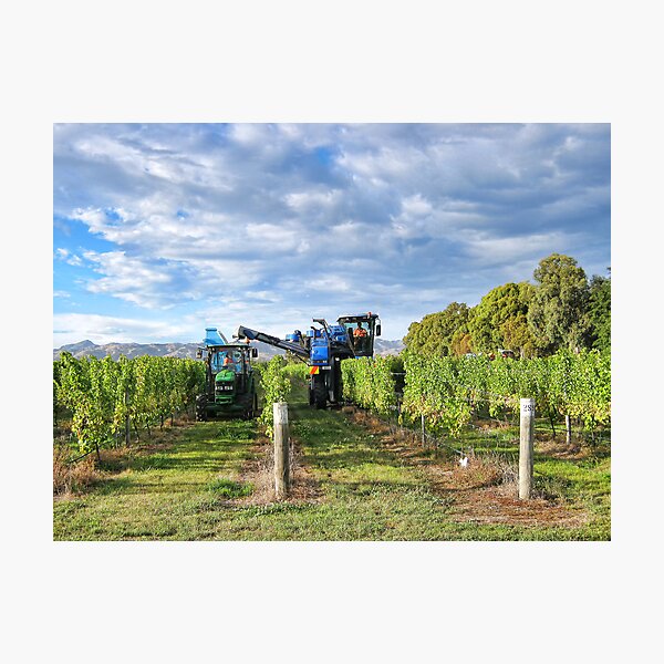 Item preview, Grape Harvest Marlborough designed and sold by Heike Richter.