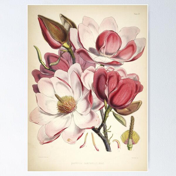 Item preview, Vintage Magnolia Campbellii - pink flower painting - floral print designed and sold by Flip & Flop.
