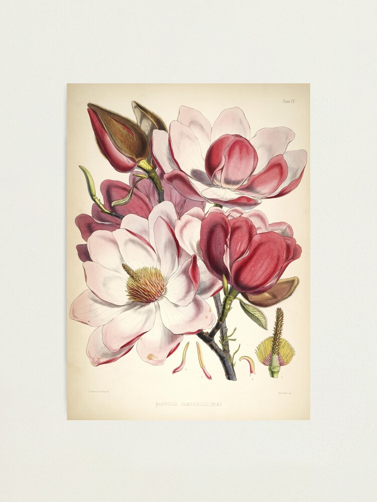 Lámina fotográfica «Vintage Magnolia Campbellii - pintura de flores rosadas  - estampado floral» de FlipAndFlop | Redbubble