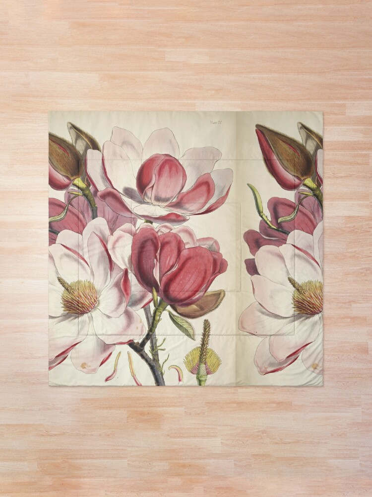 Colcha «Vintage Magnolia Campbellii - pintura de flores rosadas - estampado  floral» de FlipAndFlop | Redbubble