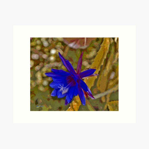 The Purple Epiphyllum Art Print