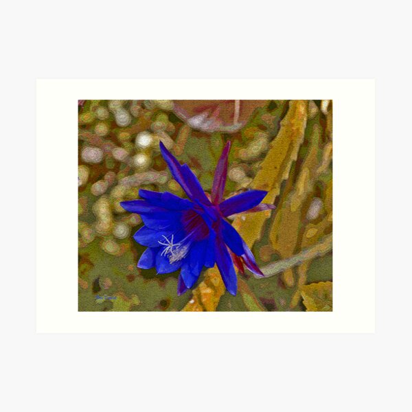 The Purple Epiphyllum Art Print