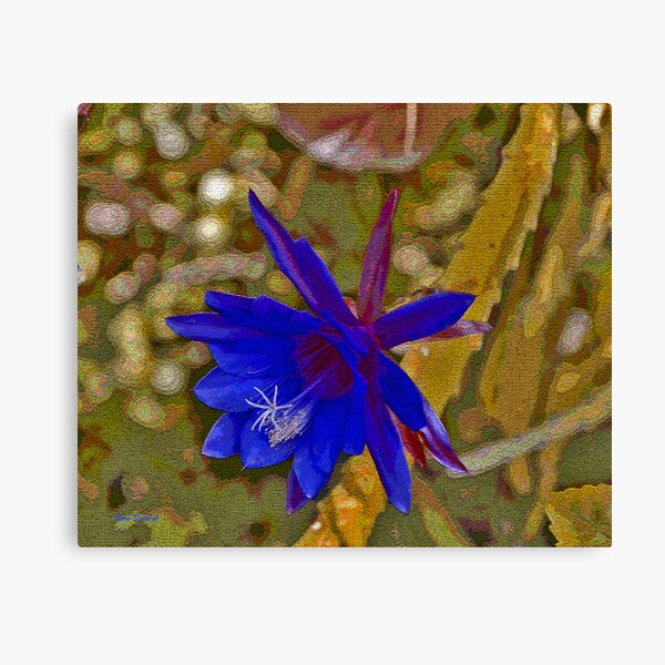 The Purple Epiphyllum Canvas Print