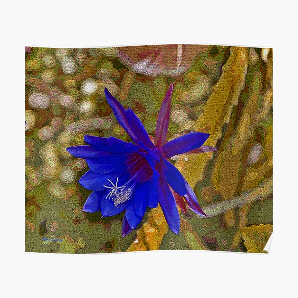 The Purple Epiphyllum Poster