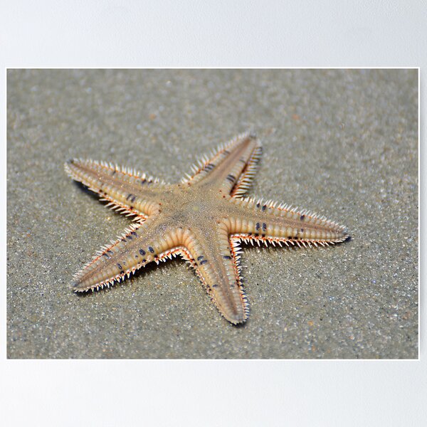 Item preview, Spikey Seastar designed and sold by Kathy Baccari.